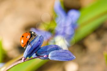 Ladybug on snowdrop flower. Spring has come