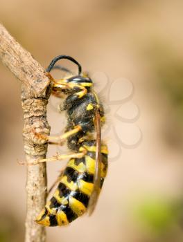 Macro, large wasp on thin branch in spring
