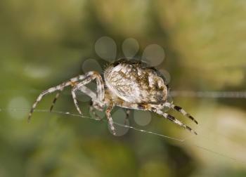 Macro of large spider on cobweb (Shallow DOF). Useful for naturalists