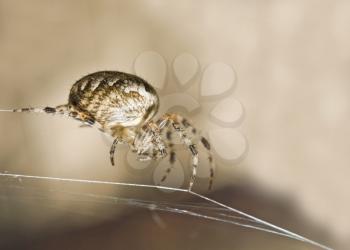 Macro shot of large spider on the web (shallow DOF)