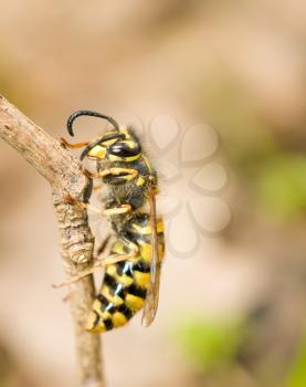 Macro. Side of wasp on thin branch in spring