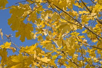 Maple branches with yellow leaves in autumn over blue sky