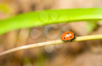 On a way. Closeup of ladybird on grass in spring