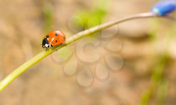 Passing by. Closeup of ladybird on snowdrop in spring