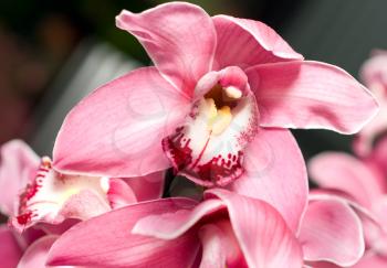 Pink orchid or Cymbidium flower bud in Keukenhof park