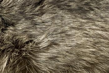 Polar Fox fur. Useful as background or texture