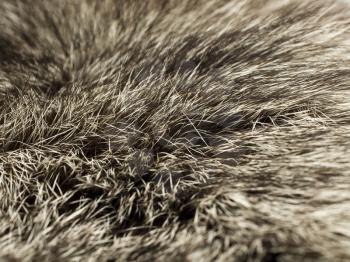 Closeup of beautiful Polar Fox fur, useful as background