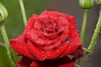 Red wet rose with water droplets in the garden