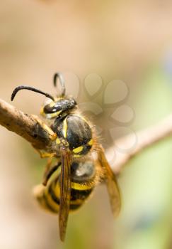 Spring. Closeup of Wasp on thin branch (shallow Dof)