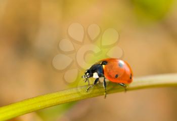 Spring comes. Closeup of ladybird on grass