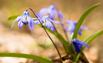 Spring time: Squill flowers. Macro with shallow DOF