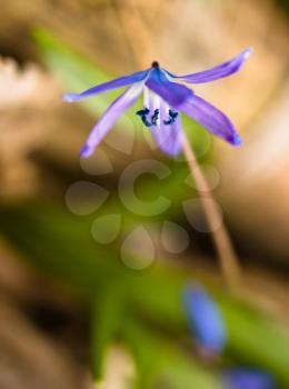 Squill flower in spring: Macro with shallow DOF. Focused on Bud