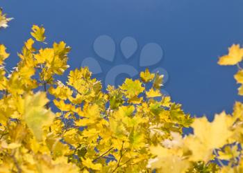 Yellow maple leaves and blue sky useful as autumn background