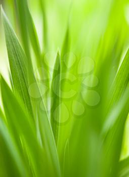 Green grass with shallow DOF.Useful as nature pattern