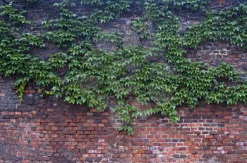 Old brick wall overgrown with green vine