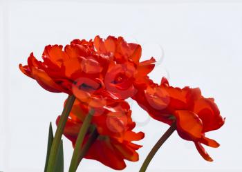 A group of Opened tulips (isolated)