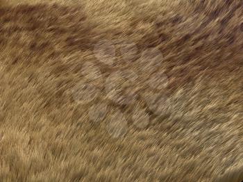 Polar Fox fur: brown pattern or background. Useful for fashion