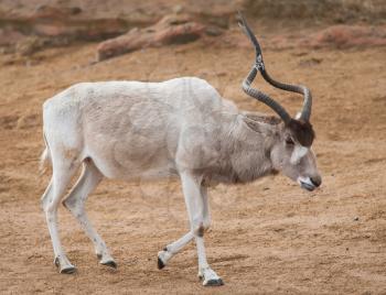 Addax or Mendes antelope: wildlife in Africa. Strepsicerotini