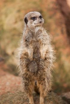 Alert: concerned meerkat looking out. Wildlife in Africa