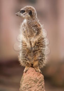 Alertness: watchful meercat on the mound. wildlife in Africa