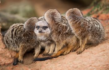 Be different: group of meerkats looking out. Animals in Africa