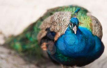 Bird of Juno or peafowl. Animal life of Asia