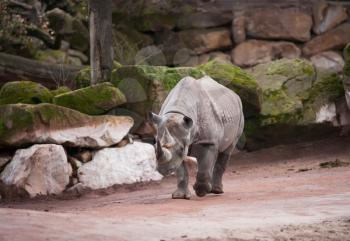 Black rhinoceros: animal life in Africa. diceros bicornis