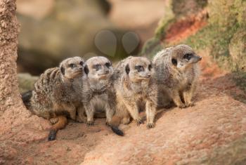 Group of watchful meerkats on the termitary. Animals in Africa