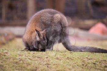 Marsupials: Wallaby feeding on the grass. Animal life of Australia