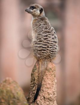 Meerkat turning his head and sitting on the termitary. Wildlife in Africa