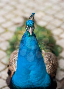 Peafowl or peacock: Bird of Juno. Animal life of Asia
