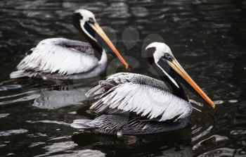 Peruvian Pelicans in the water: birds from west coast of South America