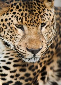 Wild animals: Portrait of leopard. Artistic shallow DOF