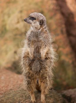 Wildlife in Africa: watchful meerkat or suricate