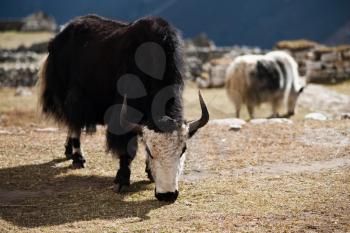 Yaks in highland village in Himalayas. Travel to Nepal