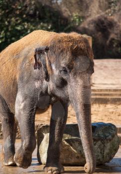 Animal life in Asia: asiatic elephant. Elephas maximus 
