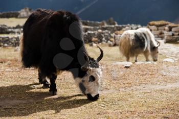 livestock in Nepal: Yak in highland village in Himalayas. Travel and Hiking