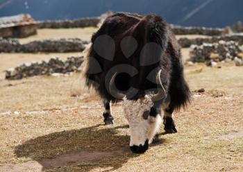 rural life in Nepal: Yak and highland village in Himalayas