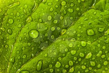 Environmental or floral pattern: green leaf with dew droplets. Extreme macro (artistic shallow DOF)