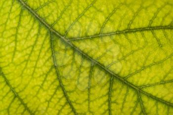 Green leaf: floral or environmental pattern. Extreme macro (artistic shallow DOF)