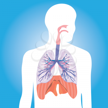 Royalty Free Clipart Image of Person's Lungs