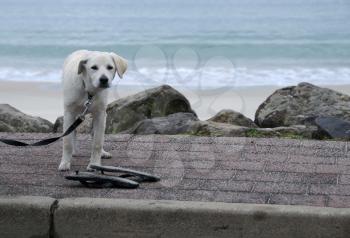 Royalty Free Photo of a Dog on a Leash by the Beach