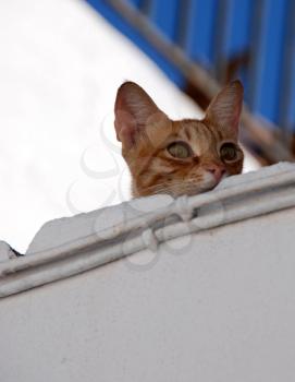 Royalty Free Photo of a Cat Looking Over the Side of a Roof