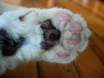Royalty Free Photo of a Cat's Paw
