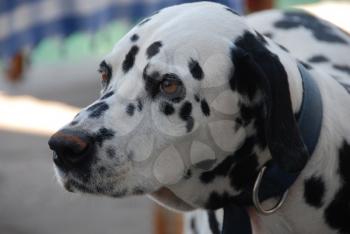 Royalty Free Photo of a Dalmation