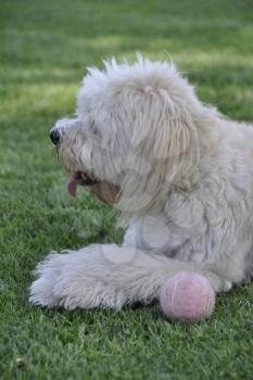 Royalty Free Photo of a Shaggy Dog With a Ball