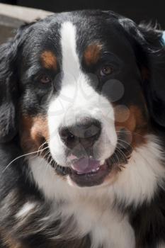Royalty Free Photo of a Bernese Mountain Dog