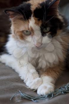 Royalty Free Photo of a Calico Cat