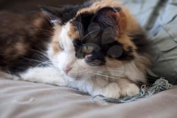 Royalty Free Photo of a Calico Cat
