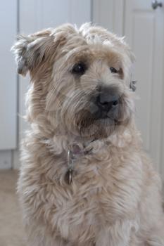 Royalty Free Photo of a Wheaten Terrier